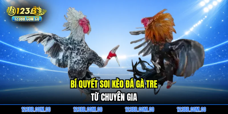 Bí quyết soi kèo đá gà tre từ chuyên gia