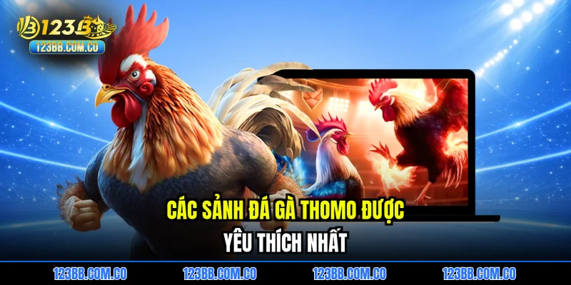 Các sảnh đá gà thomo được yêu thích nhất