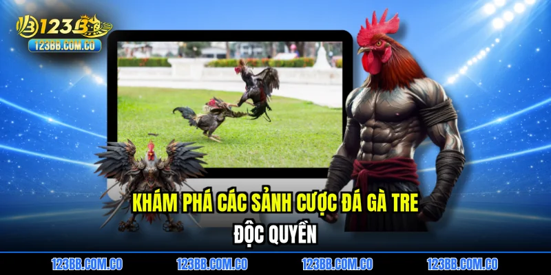 Khám phá các sảnh cược đá gà tre độc quyền
