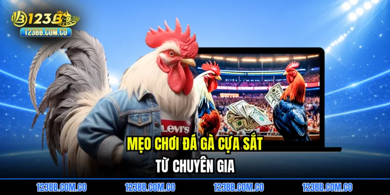 Mẹo chơi đá gà cựa sắt từ chuyên gia