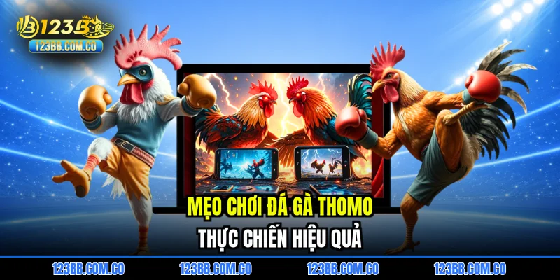 Mẹo chơi đá gà thomo thực chiến hiệu quả