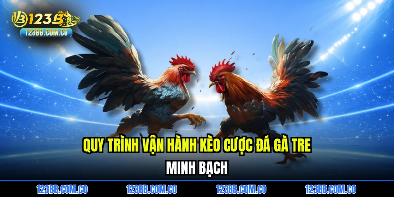 Quy trình vận hành kèo cược đá gà tre minh bạch